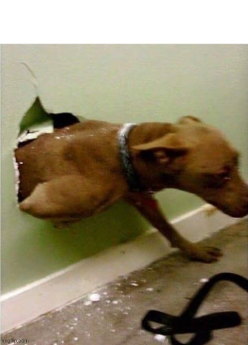 Dog breaking the wall | image tagged in dog breaking the wall | made w/ Imgflip meme maker