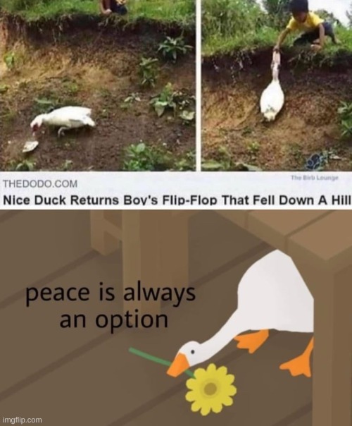 Good deed by a nice duck | image tagged in fun,duck | made w/ Imgflip meme maker