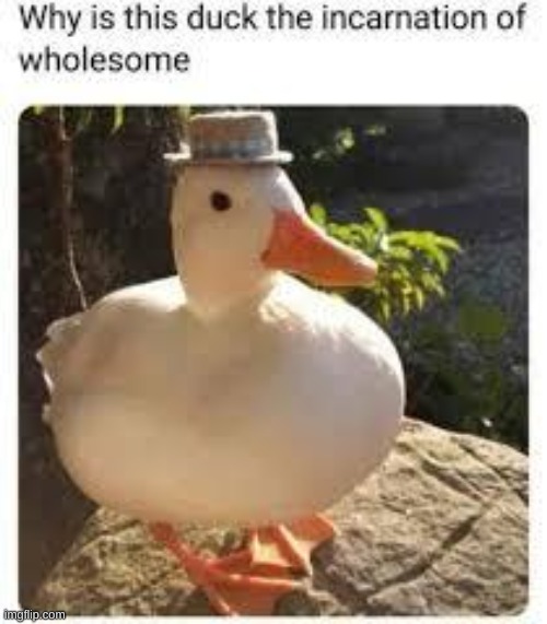 It is so adorable in that hat! | made w/ Imgflip meme maker