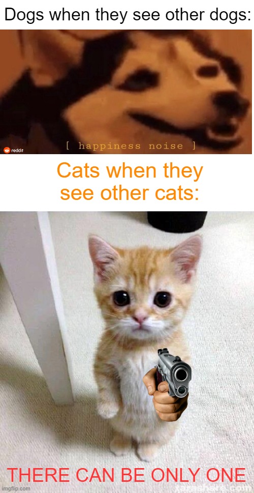 I can confirm, My two cats at home hate each other. | Dogs when they see other dogs:; Cats when they see other cats:; THERE CAN BE ONLY ONE | image tagged in memes,cute cat,cats and dogs,relatable,fuuny,oh wow are you actually reading these tags | made w/ Imgflip meme maker