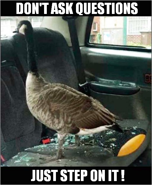 You've Been Goosed ! | DON'T ASK QUESTIONS; JUST STEP ON IT ! | image tagged in goose,car,broken | made w/ Imgflip meme maker