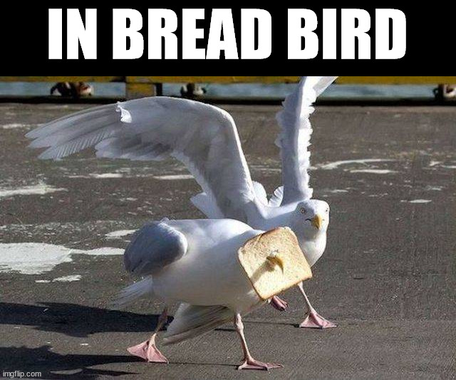 IN BREAD BIRD | made w/ Imgflip meme maker