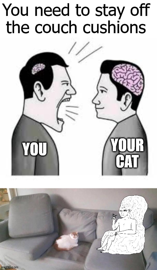 How did he move the cushion? | You need to stay off 
the couch cushions; YOUR CAT; YOU | image tagged in small brain vs big brain,couch,cats,smart | made w/ Imgflip meme maker