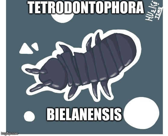 bug of the day pt.1: Tetrodontophora bielanensis | TETRODONTOPHORA; BIELANENSIS | image tagged in insect | made w/ Imgflip meme maker