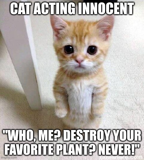 Cat acting innocent | CAT ACTING INNOCENT; "WHO, ME? DESTROY YOUR FAVORITE PLANT? NEVER!" | image tagged in memes,cute cat | made w/ Imgflip meme maker