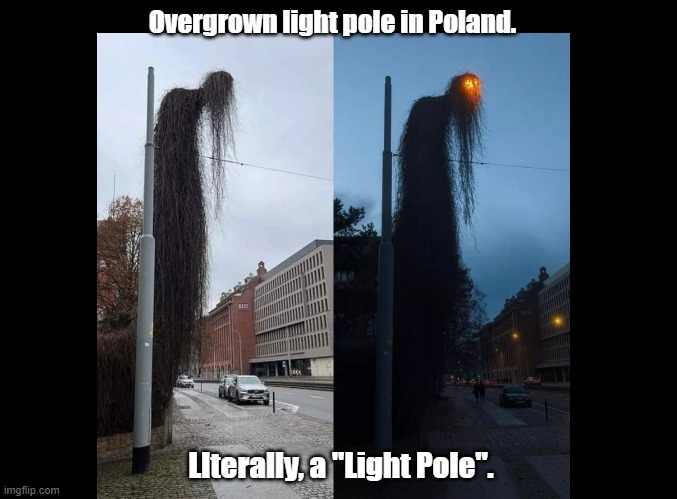 Light Pole | Overgrown light pole in Poland. LIterally, a "Light Pole". | image tagged in blank black,pun,polish | made w/ Imgflip meme maker