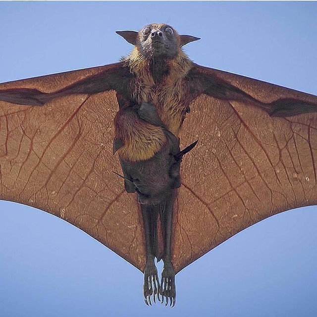 Indian Flying Fox with Pup Blank Meme Template