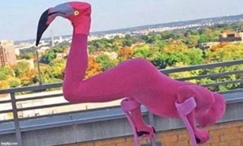 A Rare Species Of Flamingo | image tagged in cursed image,cursed,dank,dank memes,memes,meme | made w/ Imgflip meme maker