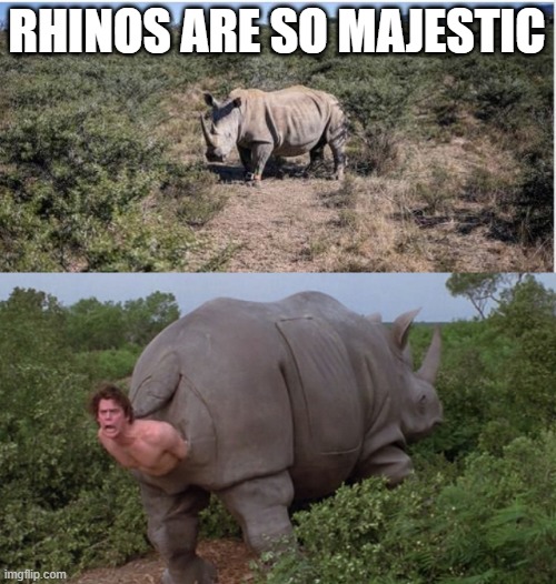 Every Time I See One | RHINOS ARE SO MAJESTIC | image tagged in ace ventura rhino | made w/ Imgflip meme maker