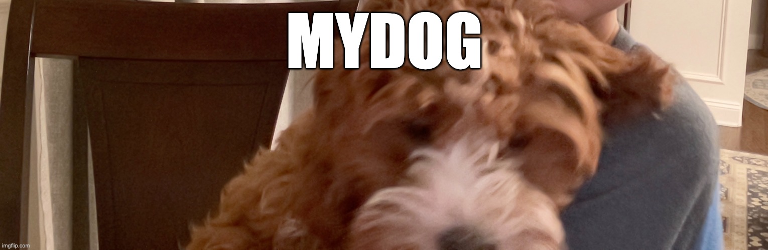 MYDOG | made w/ Imgflip meme maker