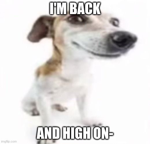 YEAH BABY!  Also I saw the story .Shiver. made. Eggy gonna be zad. | I'M BACK; AND HIGH ON- | image tagged in jack russell terrier stock photo | made w/ Imgflip meme maker