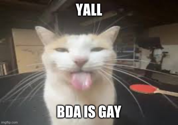 Cat | YALL; BDA IS GAY | image tagged in cat | made w/ Imgflip meme maker