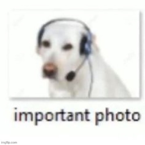 I'm back | image tagged in dog,important photo | made w/ Imgflip meme maker