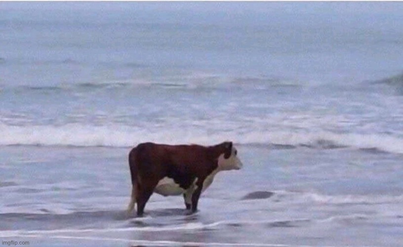 Existential Cow | image tagged in existential cow | made w/ Imgflip meme maker