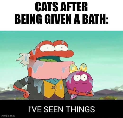 It's time that mr whiskers gets a bath | CATS AFTER BEING GIVEN A BATH: | image tagged in i've seen things | made w/ Imgflip meme maker