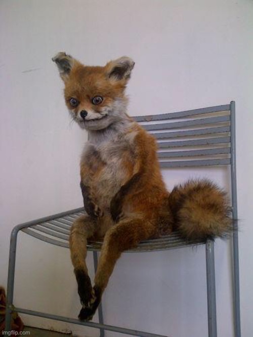 broke fox | image tagged in broke fox | made w/ Imgflip meme maker