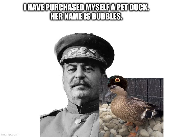 Stalin gets a Pet Duck | I HAVE PURCHASED MYSELF A PET DUCK.
HER NAME IS BUBBLES. | image tagged in ducks,joseph stalin,soviet union,gulag,stalin,duck | made w/ Imgflip meme maker