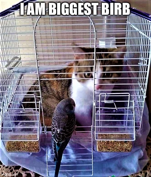 cat in bird cage | I AM BIGGEST BIRB | image tagged in cat in bird cage | made w/ Imgflip meme maker