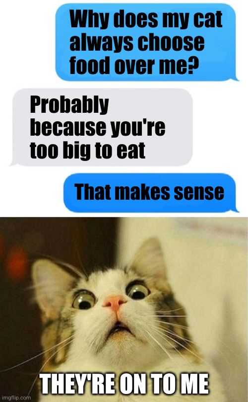 Remember this the next time your cat looks at you with hungry eyes | Why does my cat
always choose
food over me? Probably because you're too big to eat; That makes sense; THEY'RE ON TO ME | image tagged in blank text conversation message,memes,scared cat | made w/ Imgflip meme maker