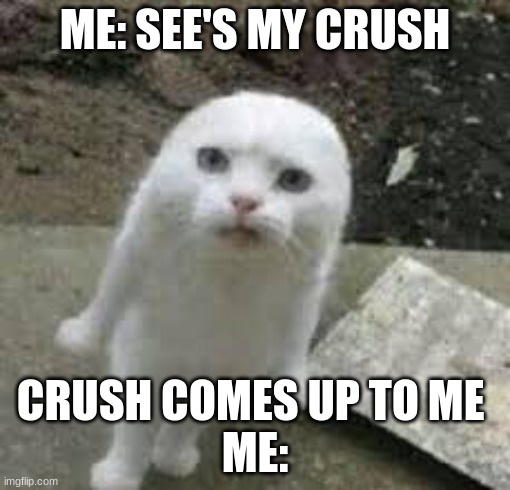me seeing my crush | ME: SEE'S MY CRUSH; CRUSH COMES UP TO ME 
ME: | image tagged in cute cat | made w/ Imgflip meme maker