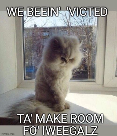 Illegal aliens killed my cat | WE BEEIN'  'VICTED; TA' MAKE ROOM FO' IWEEGALZ | image tagged in sad but true,burn kitty,sad cat,angry cat,scared cat | made w/ Imgflip meme maker