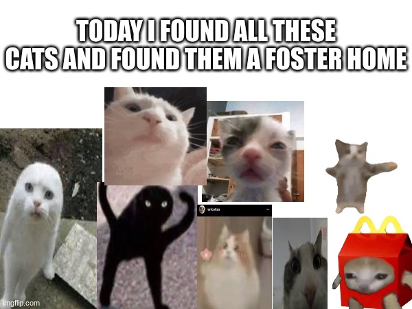 mr.beast numbnails be like: | TODAY I FOUND ALL THESE CATS AND FOUND THEM A FOSTER HOME | image tagged in cats,cute cats,funny cats | made w/ Imgflip meme maker