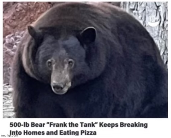 <-- based bear | image tagged in frank the tank | made w/ Imgflip meme maker