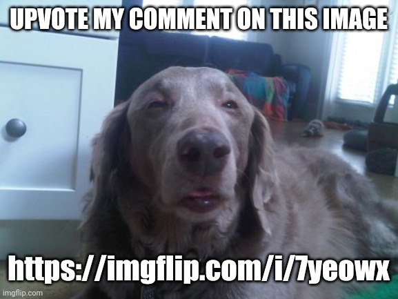 Its not site mods or anything I just got silly | UPVOTE MY COMMENT ON THIS IMAGE; https://imgflip.com/i/7yeowx | image tagged in memes,high dog | made w/ Imgflip meme maker