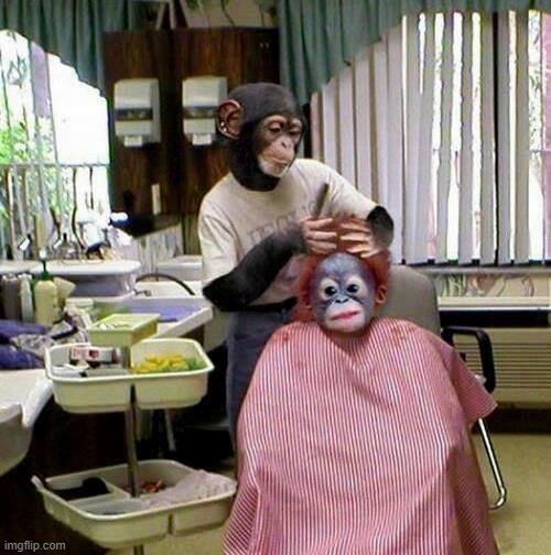 Monkey hairdresser | image tagged in monkey hairdresser | made w/ Imgflip meme maker