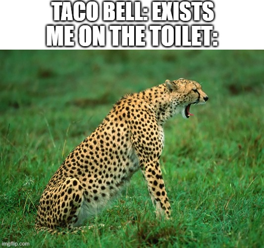 MMMMFFF | TACO BELL: EXISTS; ME ON THE TOILET: | image tagged in cheetah | made w/ Imgflip meme maker