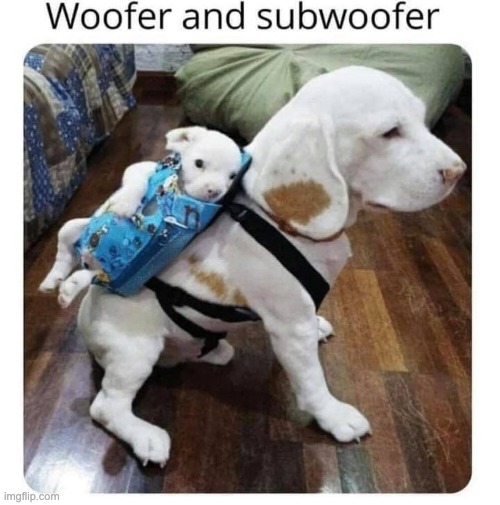 dogs | image tagged in bad pun | made w/ Imgflip meme maker