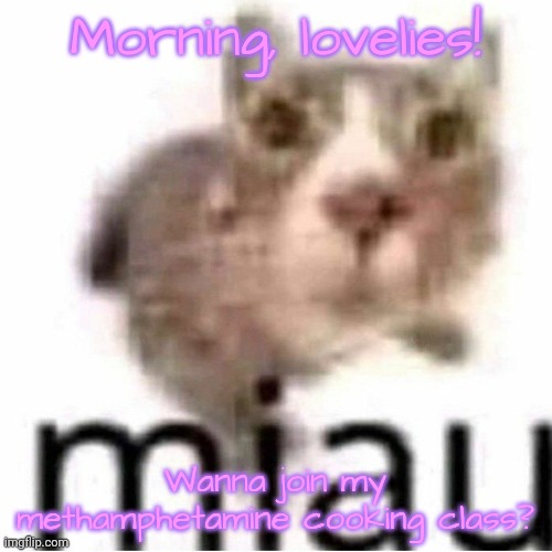 miau | Morning, lovelies! Wanna join my methamphetamine cooking class? | image tagged in miau,lovelies,methamphetamine | made w/ Imgflip meme maker