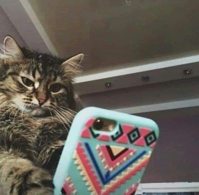 High Quality ANGRY CAT LOOKS AT PHONE Blank Meme Template