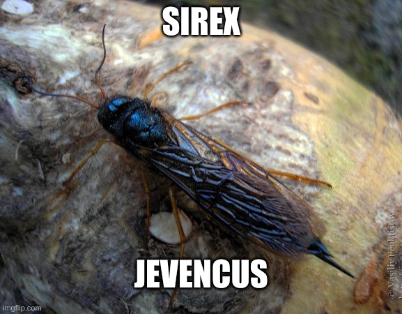 its the bug image | SIREX; JEVENCUS | image tagged in insect | made w/ Imgflip meme maker