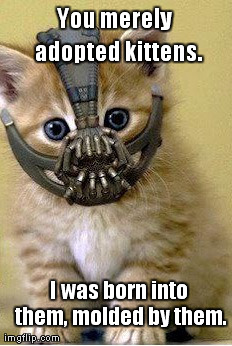 Bane Kitten | You merely  adopted kittens. I was born into them, molded by them. | image tagged in bane,kitten,kitty,you merely,i was | made w/ Imgflip meme maker
