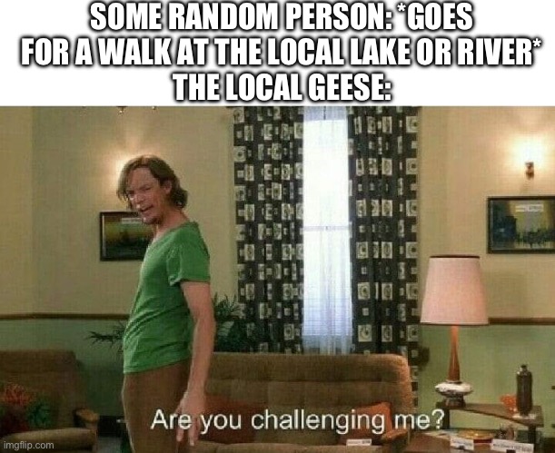 Are you challenging me? | SOME RANDOM PERSON: *GOES FOR A WALK AT THE LOCAL LAKE OR RIVER*
THE LOCAL GEESE: | image tagged in are you challenging me | made w/ Imgflip meme maker