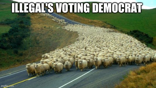 Democrats | ILLEGAL'S VOTING DEMOCRAT | image tagged in sheep,memes | made w/ Imgflip meme maker