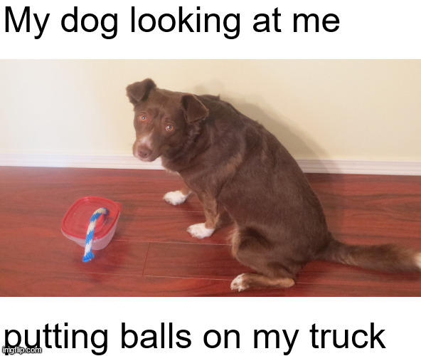 My dog & my truck | My dog looking at me; putting balls on my truck | image tagged in dog,truck,balls,memes | made w/ Imgflip meme maker