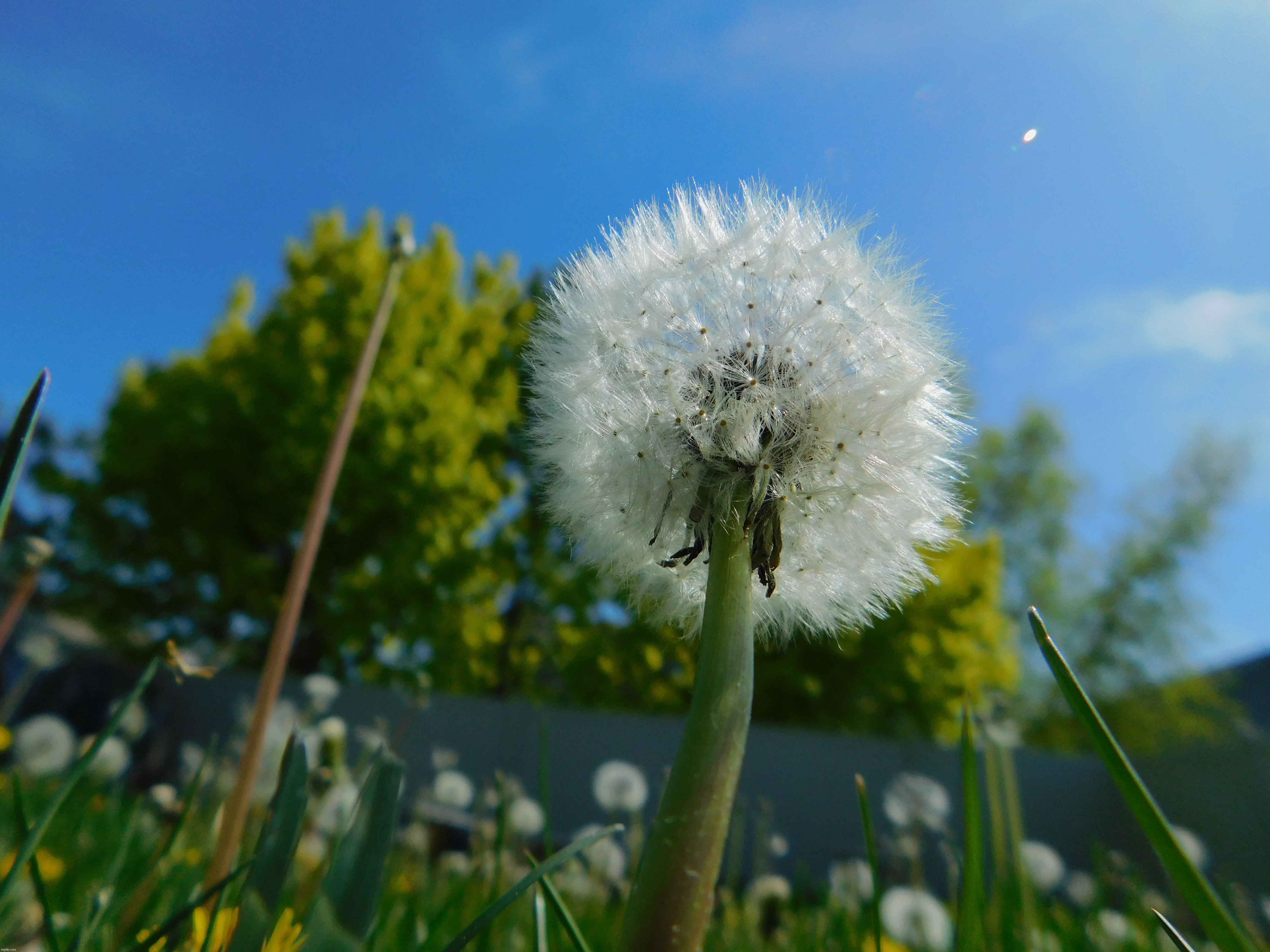 Closeup of dandelion in backyard | image tagged in photography,dandelion | made w/ Imgflip meme maker