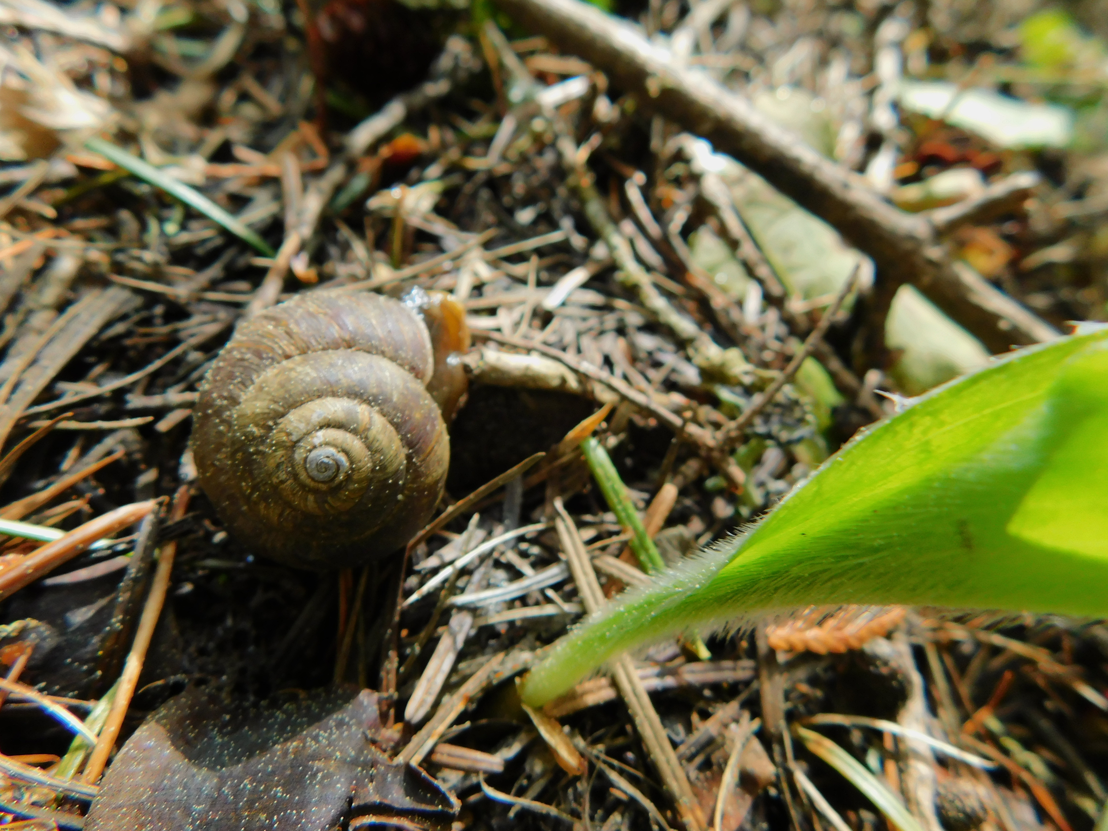 Saw this snail while walking in the woods | image tagged in photography | made w/ Imgflip meme maker