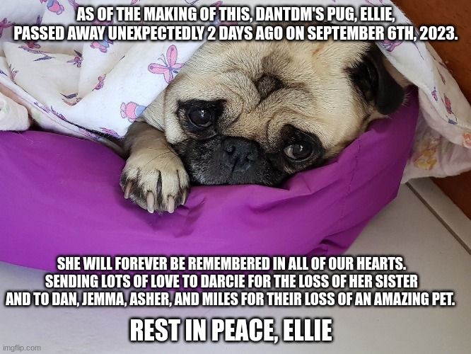 Send lots of love to the Middleton family for their loss | AS OF THE MAKING OF THIS, DANTDM'S PUG, ELLIE, PASSED AWAY UNEXPECTEDLY 2 DAYS AGO ON SEPTEMBER 6TH, 2023. SHE WILL FOREVER BE REMEMBERED IN ALL OF OUR HEARTS. SENDING LOTS OF LOVE TO DARCIE FOR THE LOSS OF HER SISTER AND TO DAN, JEMMA, ASHER, AND MILES FOR THEIR LOSS OF AN AMAZING PET. REST IN PEACE, ELLIE | image tagged in ellie the pug,dantdm,sad,rip | made w/ Imgflip meme maker
