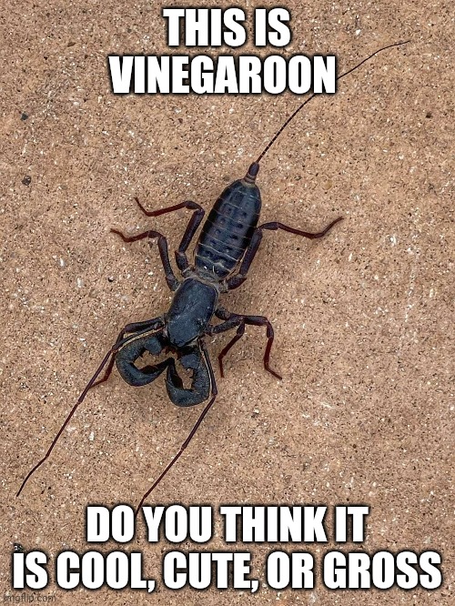 Vinegaroon poll | THIS IS VINEGAROON; DO YOU THINK IT IS COOL, CUTE, OR GROSS | made w/ Imgflip meme maker
