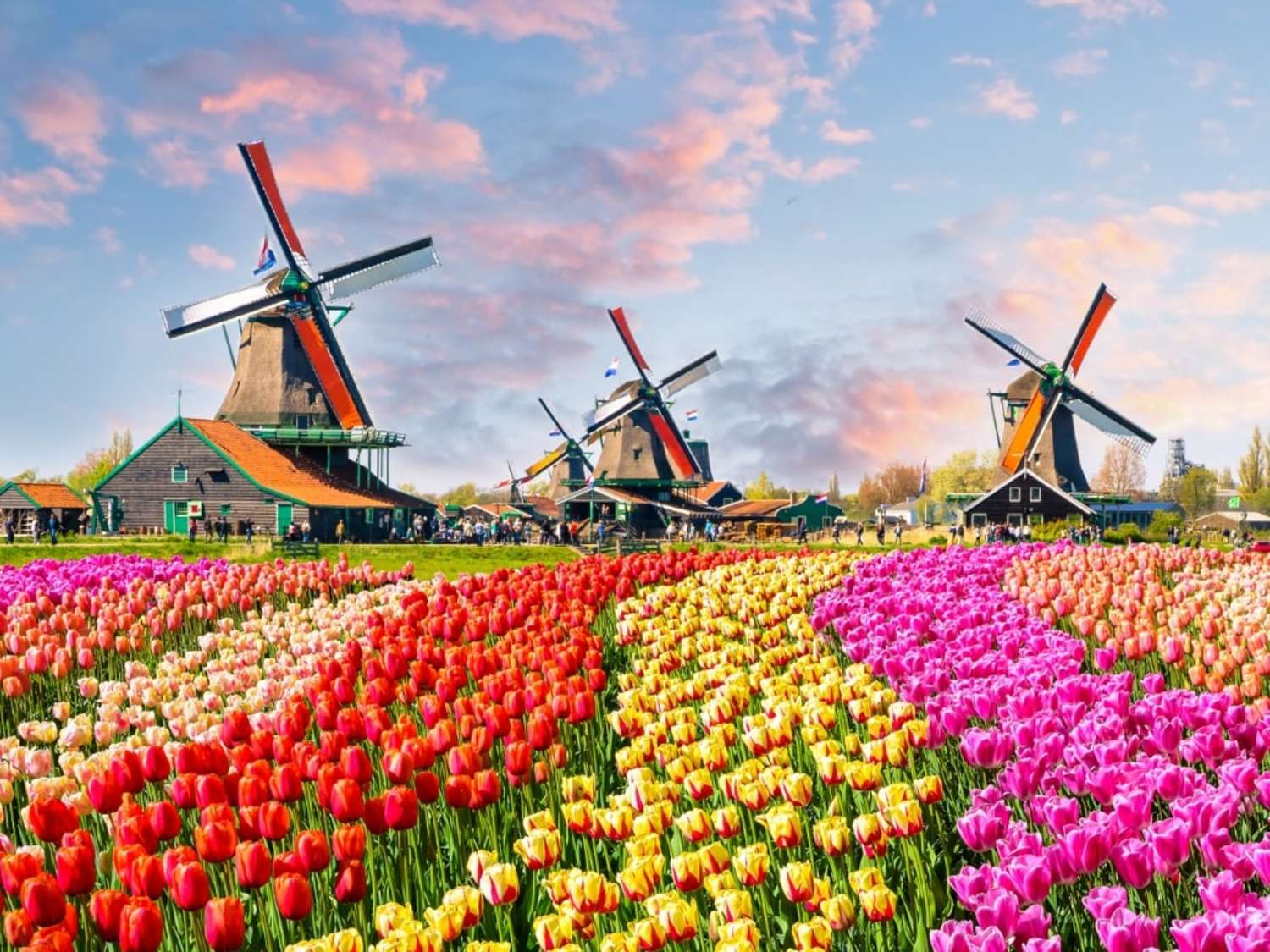 Tulips Blank Meme Template