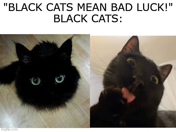 Blank White Template | "BLACK CATS MEAN BAD LUCK!"
BLACK CATS: | image tagged in blank white template | made w/ Imgflip meme maker