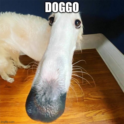 Let me do it for you... | DOGGO | image tagged in let me do it for you | made w/ Imgflip meme maker