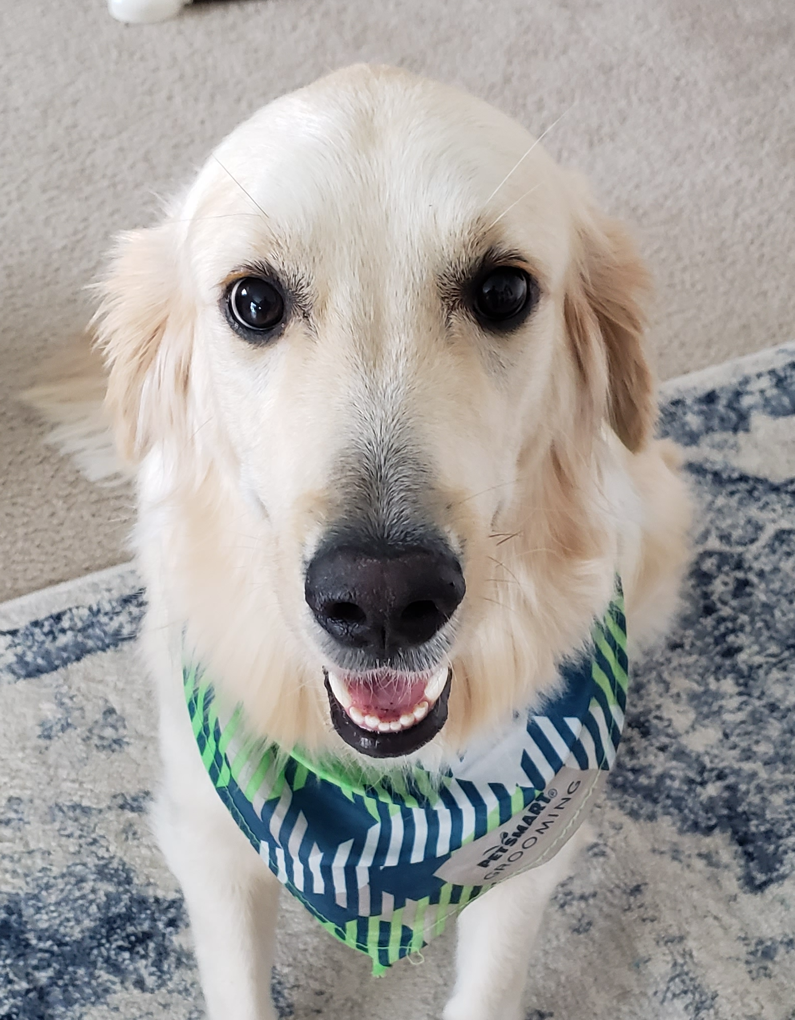 BINKY STEALER Blank Meme Template