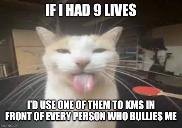 Taken from instagram | IF I HAD 9 LIVES; I’D USE ONE OF THEM TO KMS IN FRONT OF EVERY PERSON WHO BULLIES ME | image tagged in cat | made w/ Imgflip meme maker