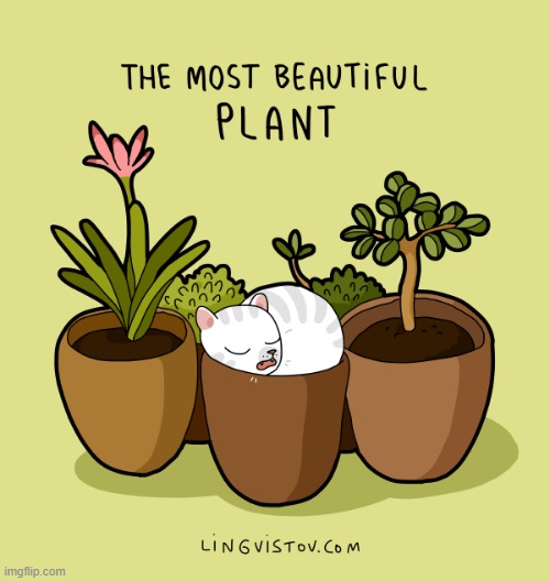 A Cat Lady's Way Of Thinking | image tagged in memes,comics/cartoons,cats,best,beautiful,plant | made w/ Imgflip meme maker