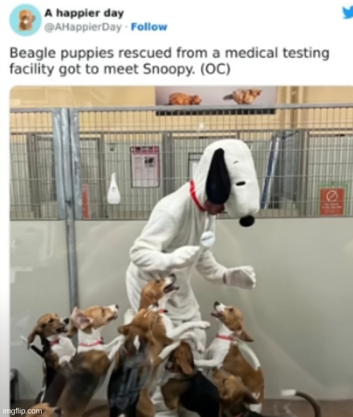 this made my day better | image tagged in dogs,wholesome,snoopy | made w/ Imgflip meme maker
