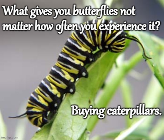 Caterpillar | What gives you butterflies not matter how often you experience it? Buying caterpillars. | image tagged in caterpillar,dad jokes,butterfly,puns | made w/ Imgflip meme maker